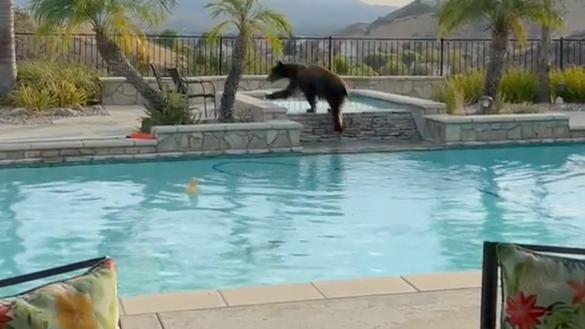 Black bear cools off in California homeowner’s pool over hot Labor Day weekend