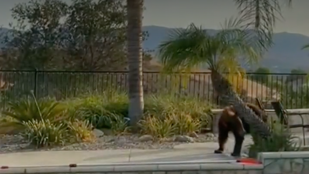 Black bear seen scratching its back near California homeowner's pool