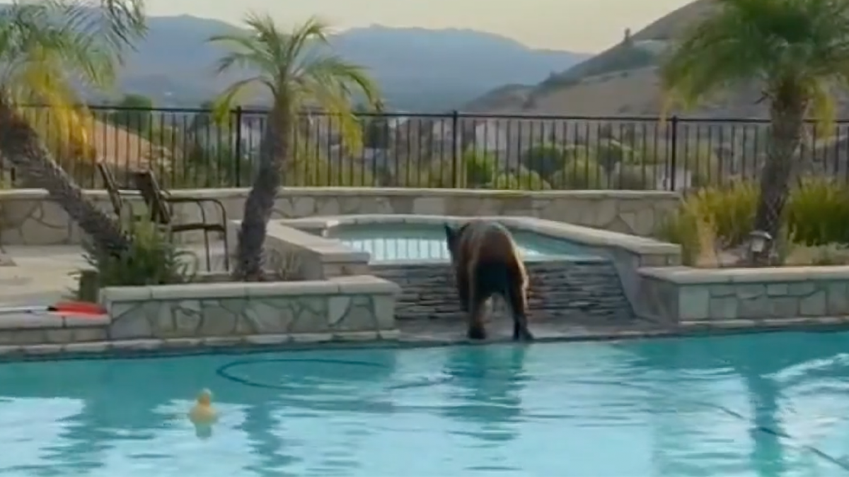 Black bear in California seen at pool in person's backyard