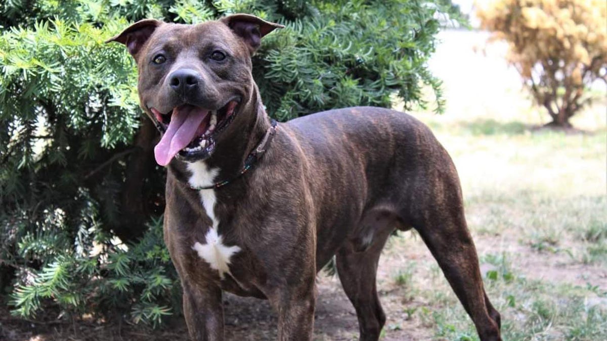 carmine pup smiles