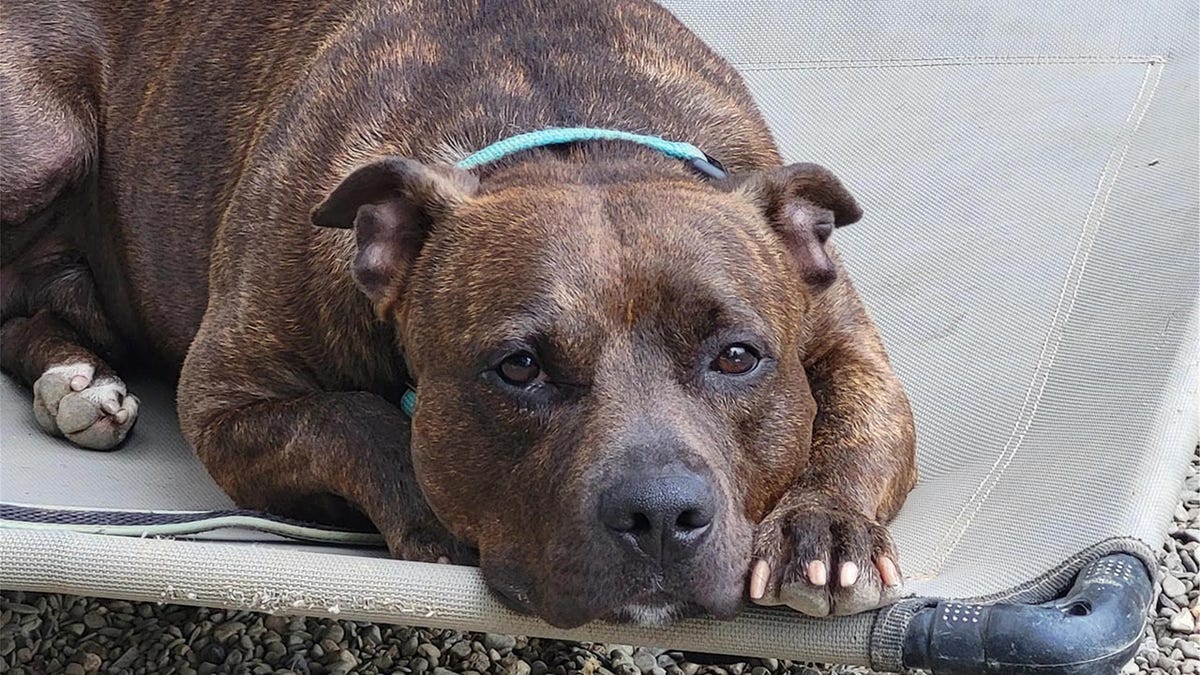 carmine brindle mix dog