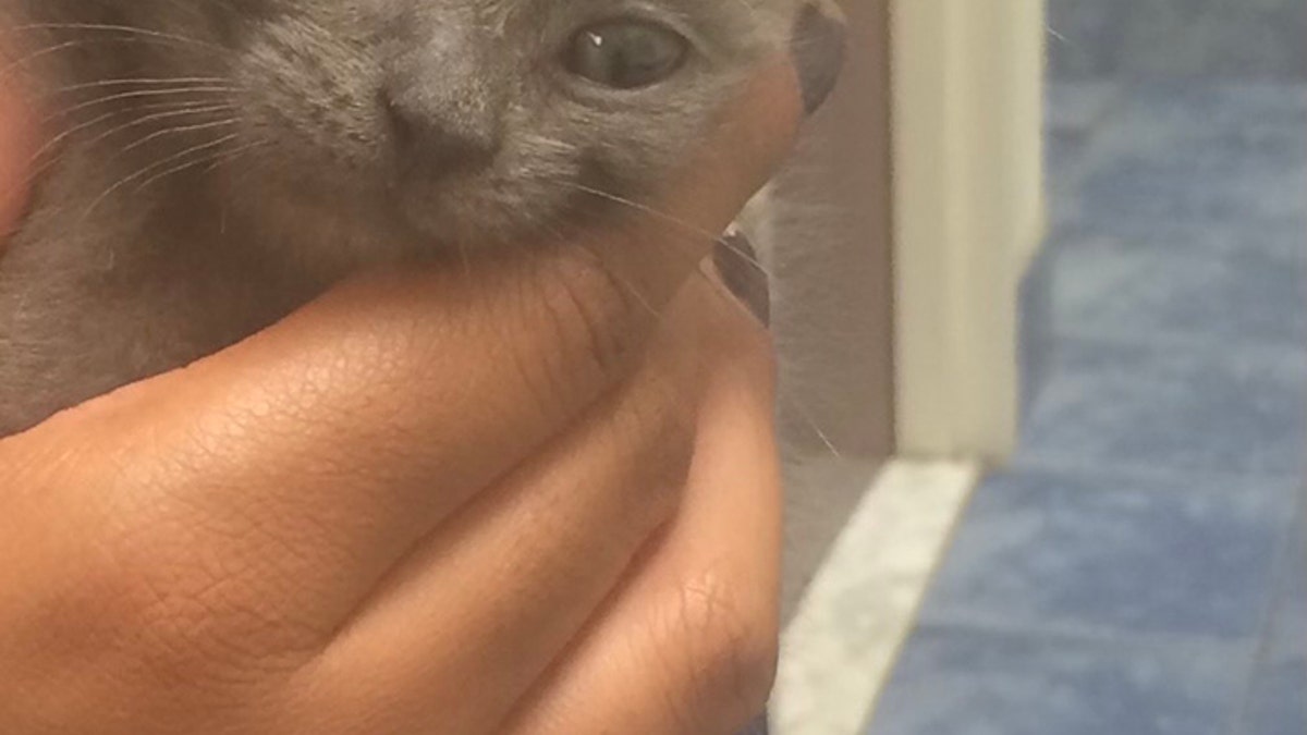 Missing New York Cat Rings Doorbell, Shocks Family After Being Gone for 4  Days