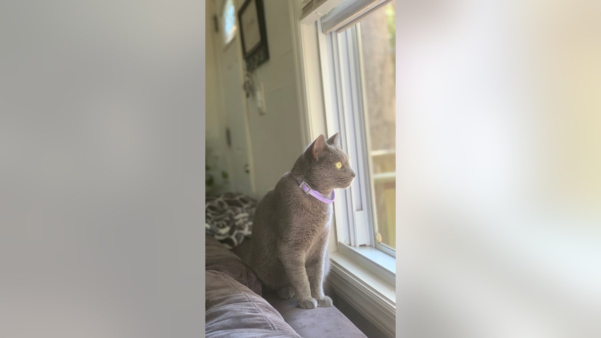 Lilly the Ring doorbell cat looks out the window