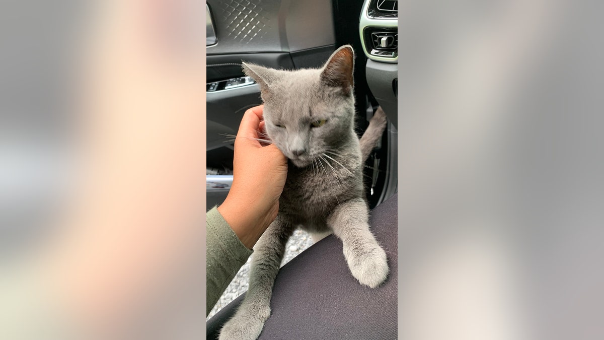 Lilly the Ring doorbell cat greeting her owner