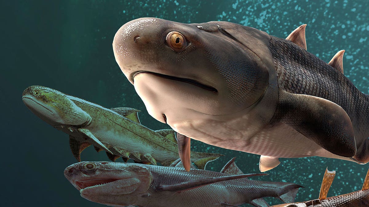 Computer-generated images of what backboned water-dwelling ancestors looked like based off of newly-found Chinese fish fossils