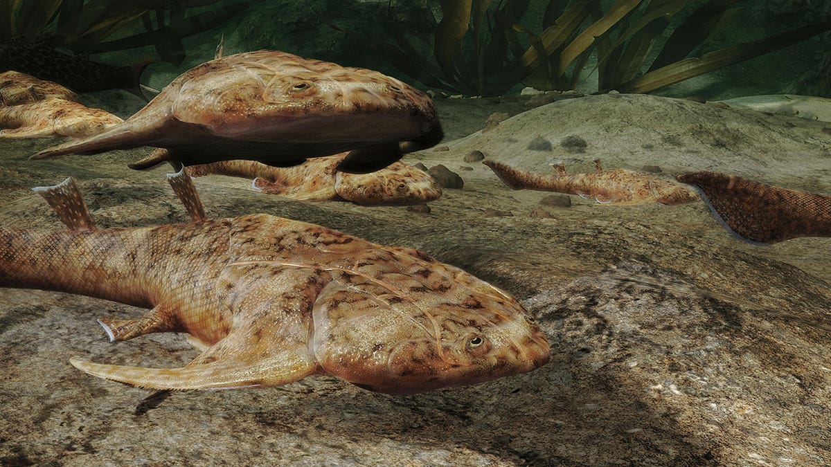 Computer-generated images of what backboned water-dwelling ancestors looked like based off of newly-found Chinese fish fossils