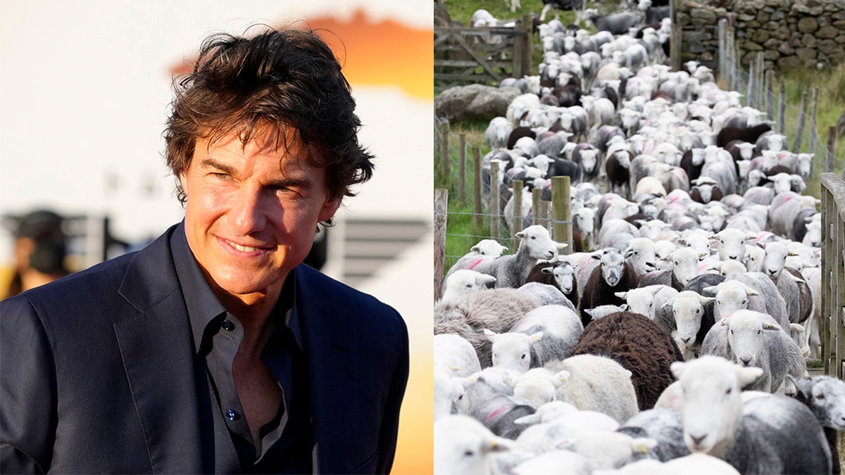 Tom Cruise and sheep