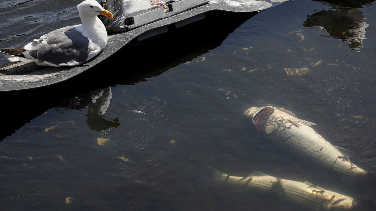 A toxic algae bloom known as red tide is killing large numbers of fish and other marine life