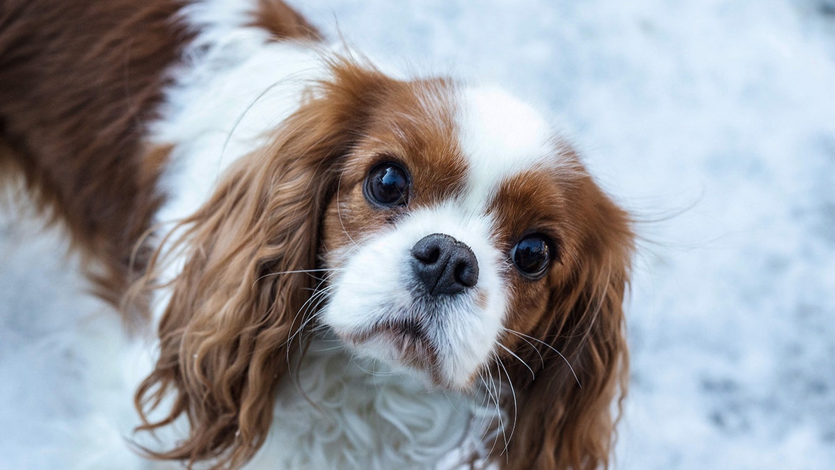 Prince hot sale cavalier dog