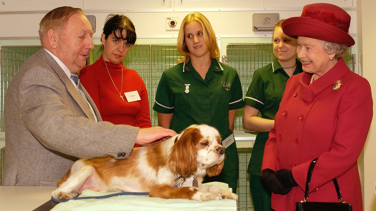 Cavalier King Charles Spaniel