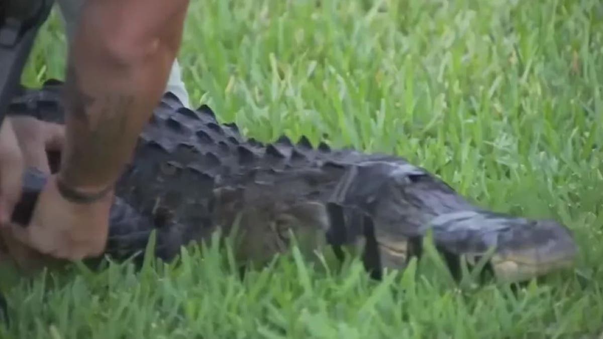 Florida alligator with tape around its mouth