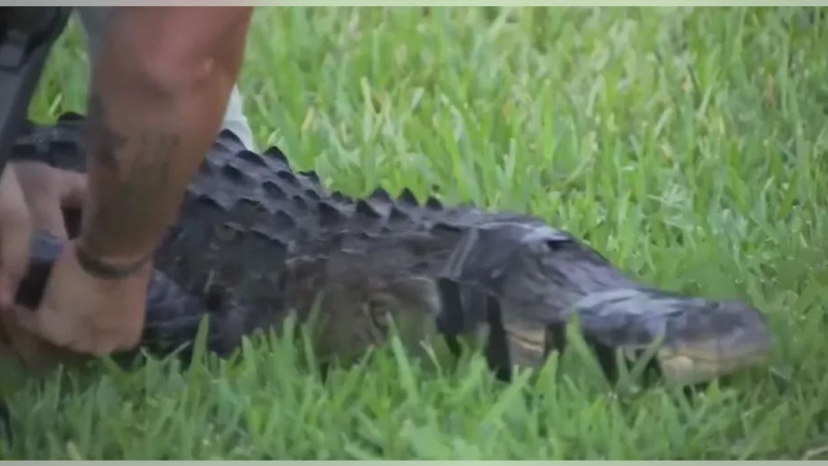 Florida alligator with tape around its mouth