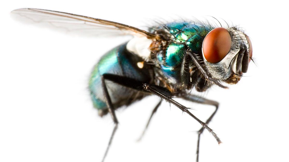 a fly