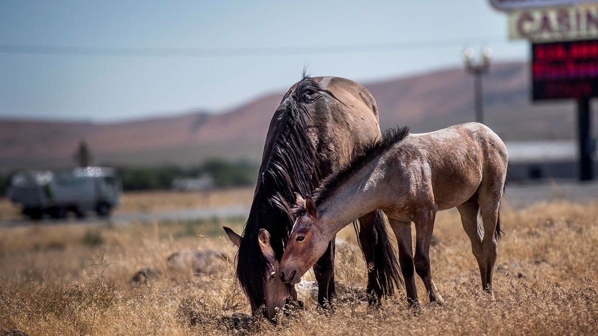 Wild horses in Nevada