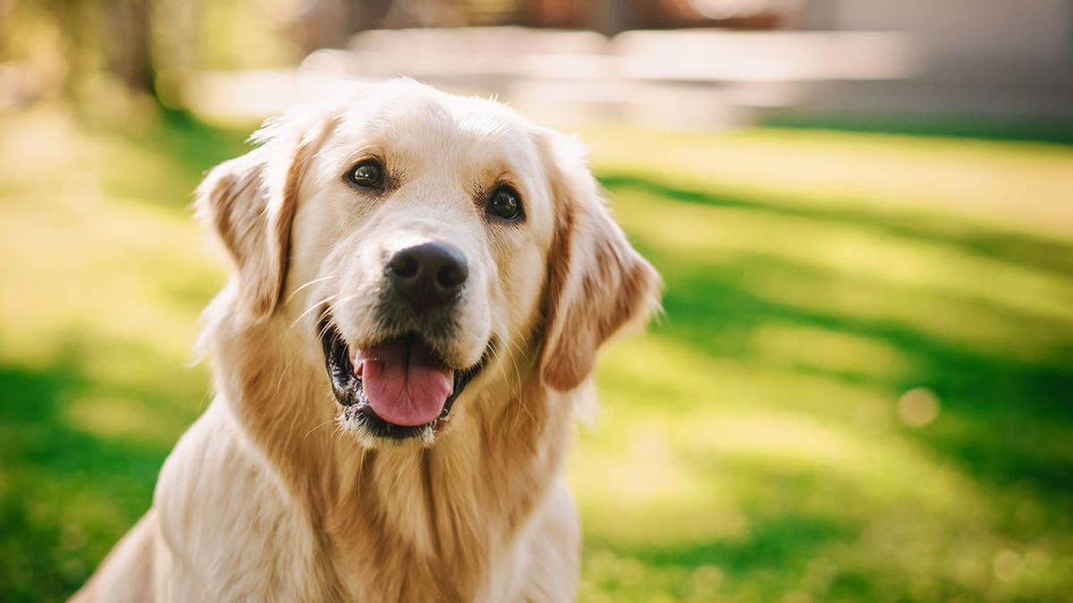 Golden retriever