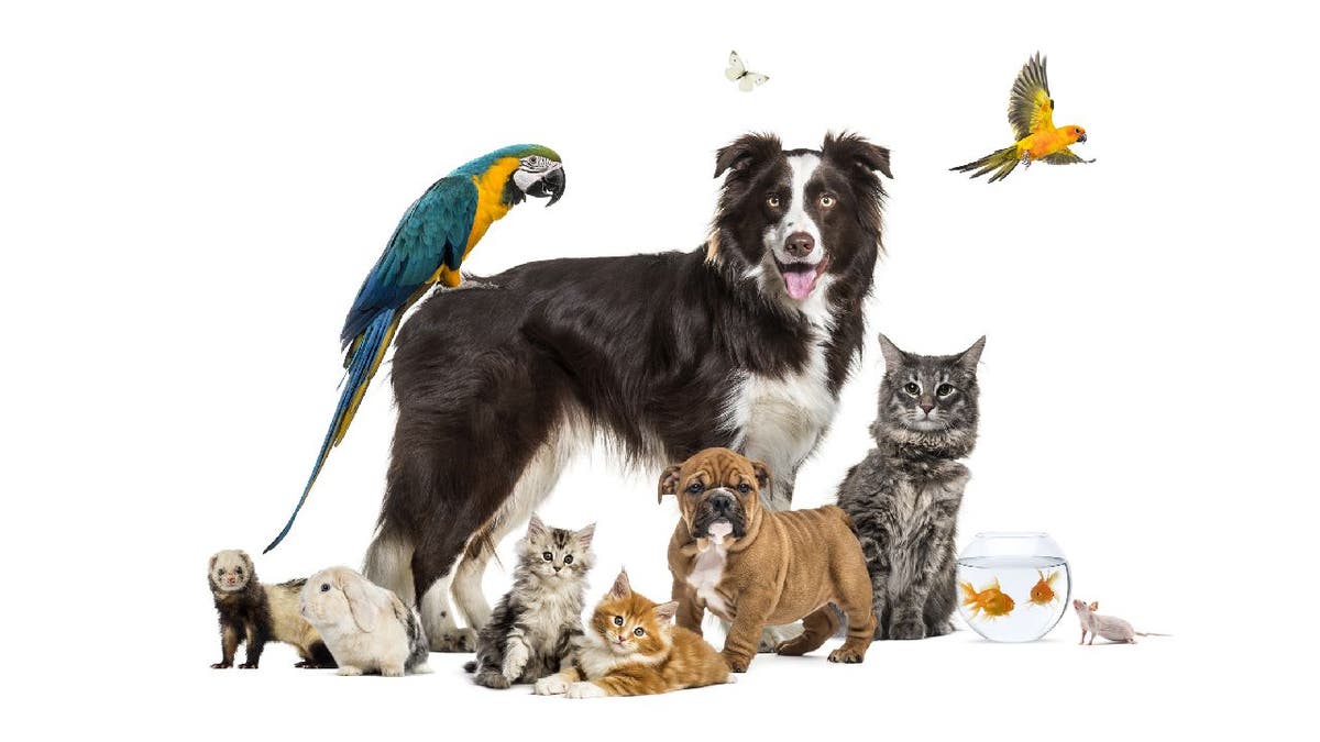 Group of pets: dogs, cats, rodents, birds