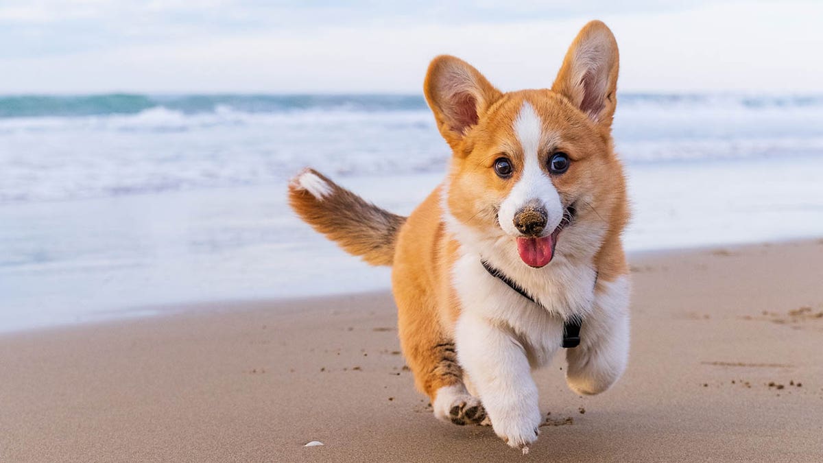 dog on beach