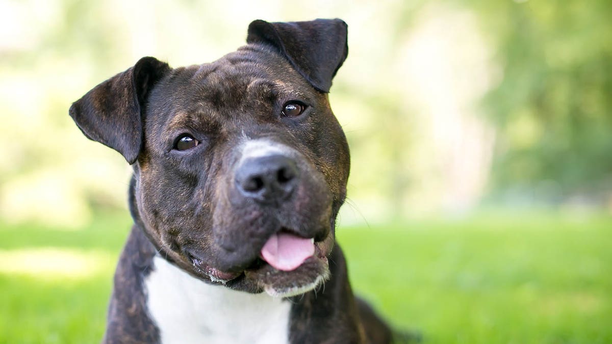 Staffordshire Bull Terrier