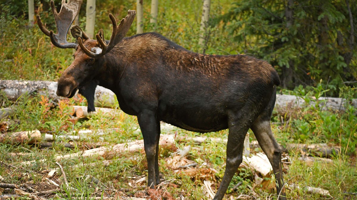 Moose attacks in Colorado