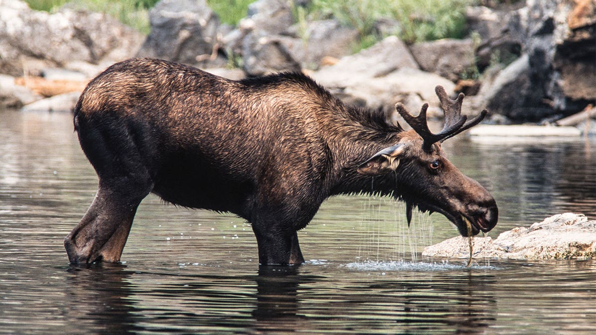 Moose moving to Nevada from neighboring states such as Utah and Idaho