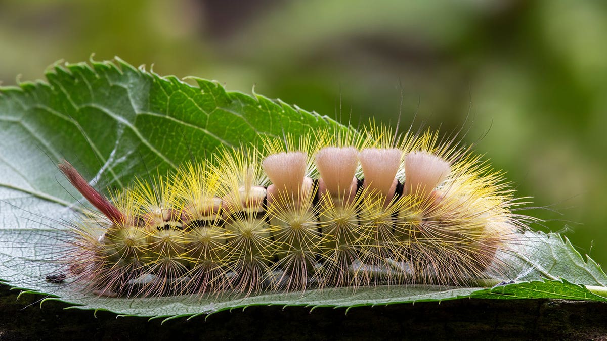 Moth larvae are defoliating trees in New Mexico forests