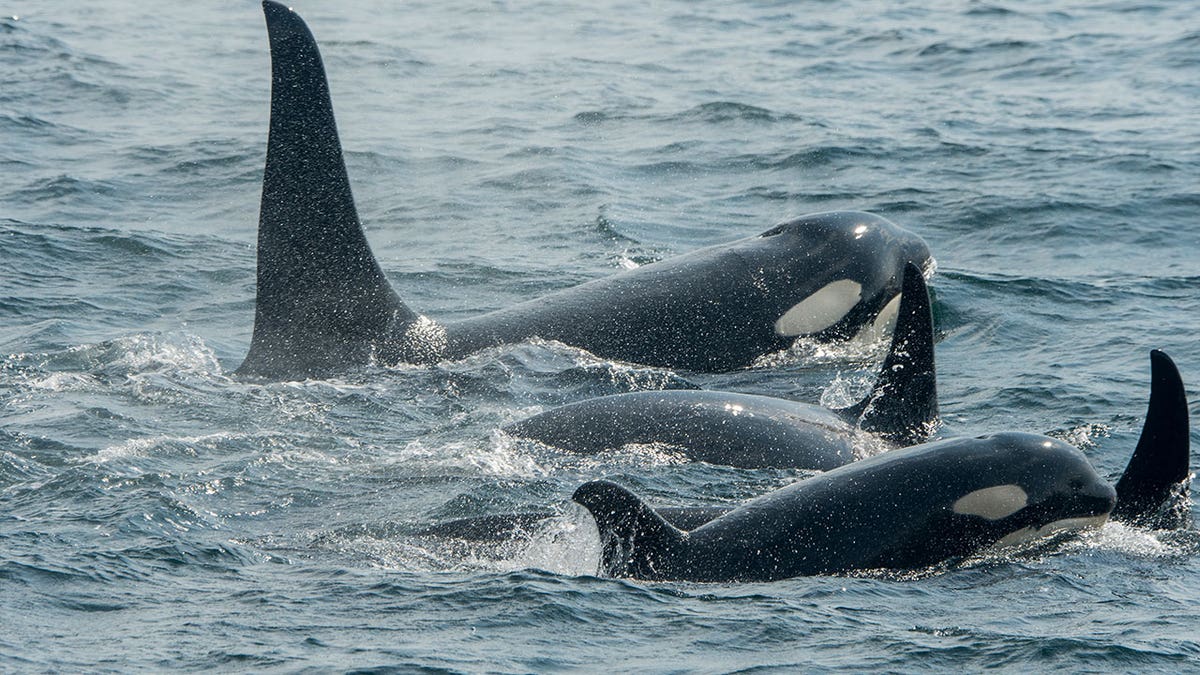 Endangered ocean species near AK