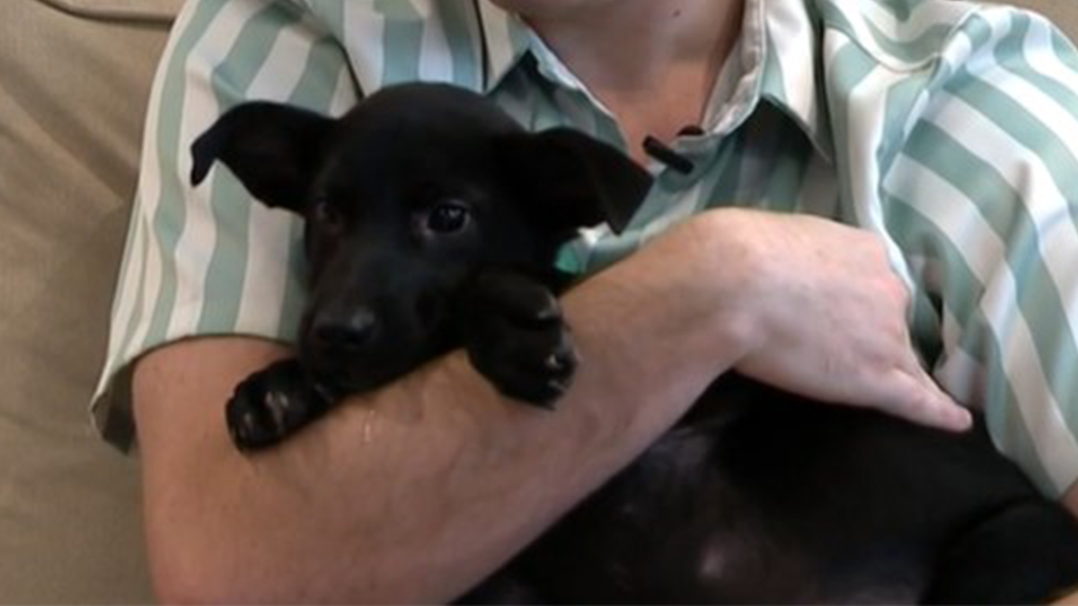 Black puppy in a man's arms