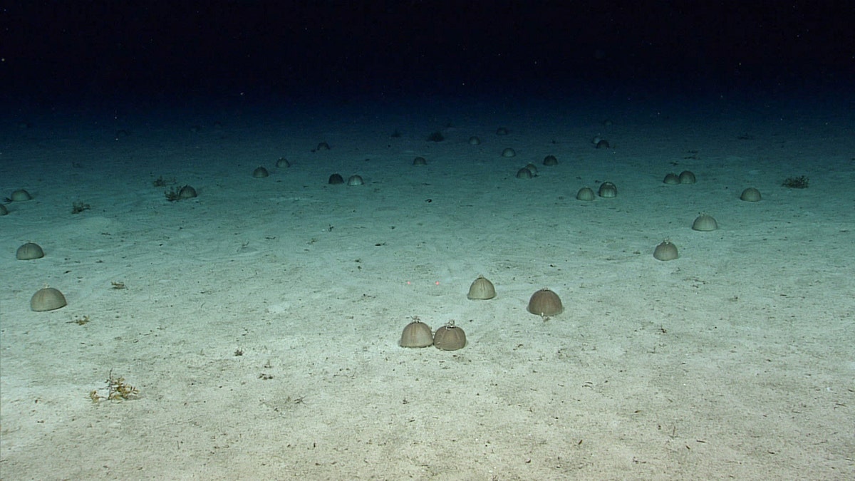 sea urchin gathering on sea floor