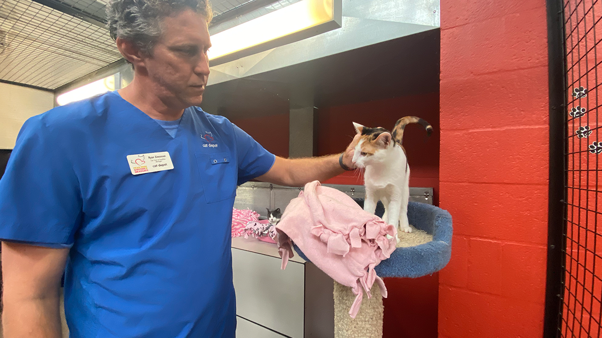 Animal shelter staff care for cats during hurricane