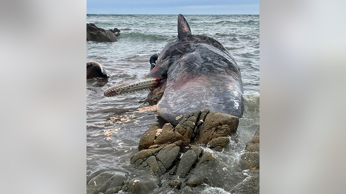 dead sperm whale near rocks