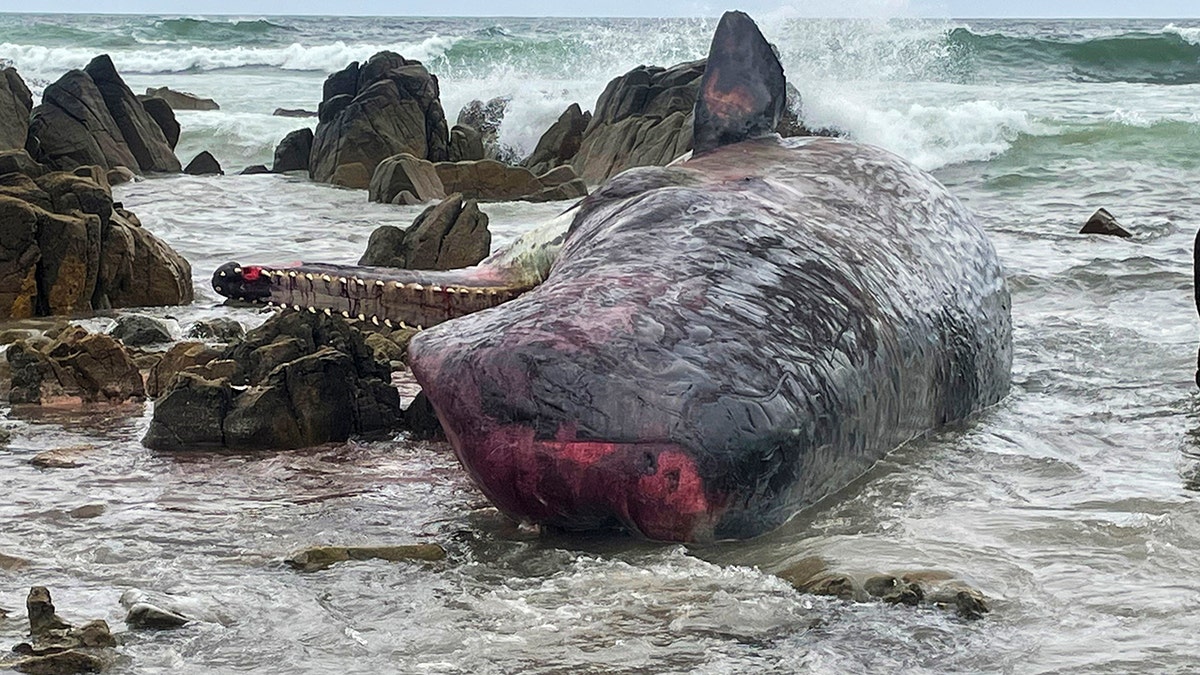 carcass of sperm whale on beach