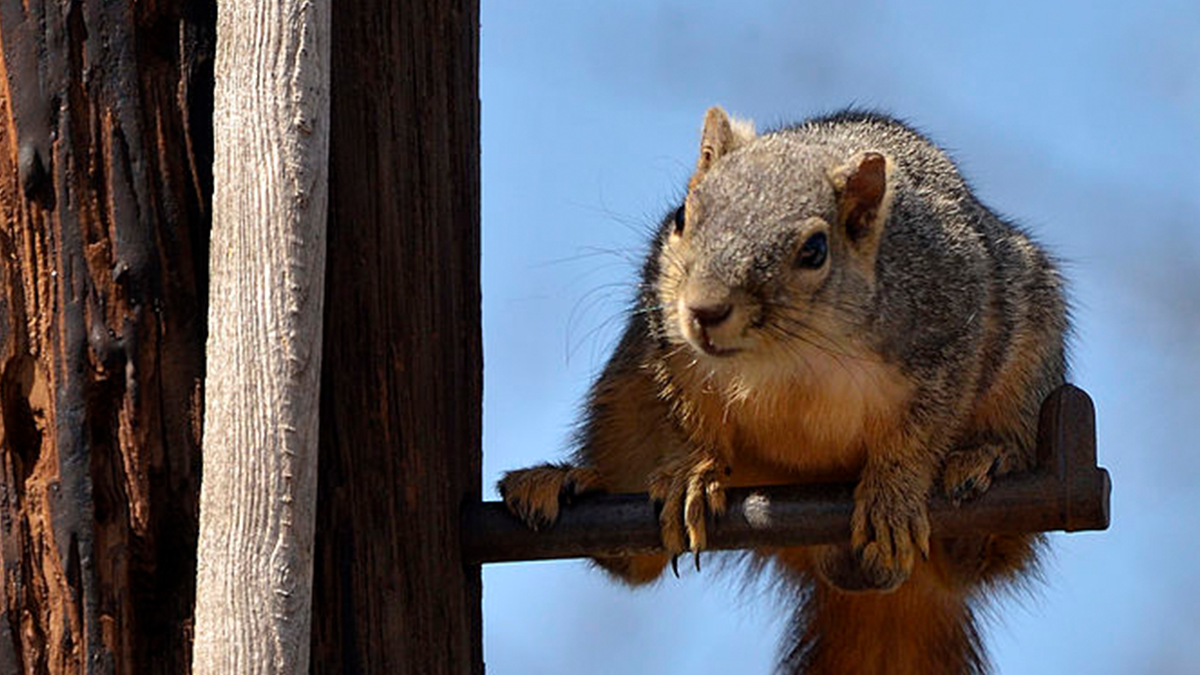 Squirrel hanging out near a tree