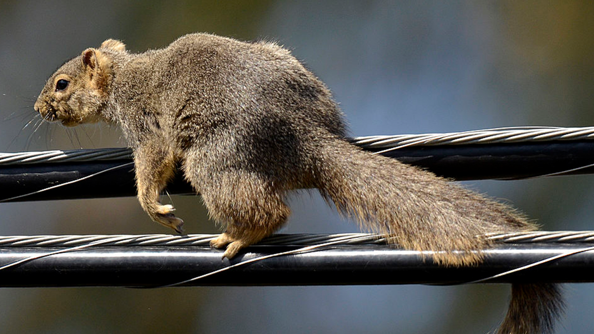 Squirrel running on power lines