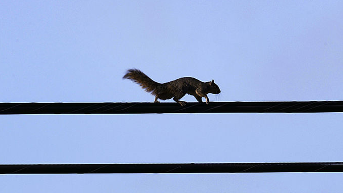 A squirrel high in the air on a power line