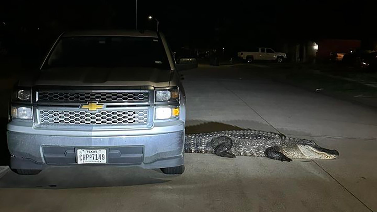 alligator near SUV