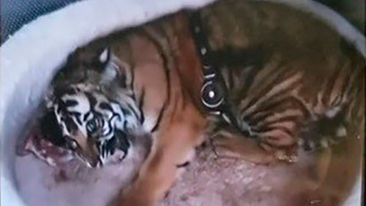 Illegal tiger pet missing in Albuquerque, New Mexico