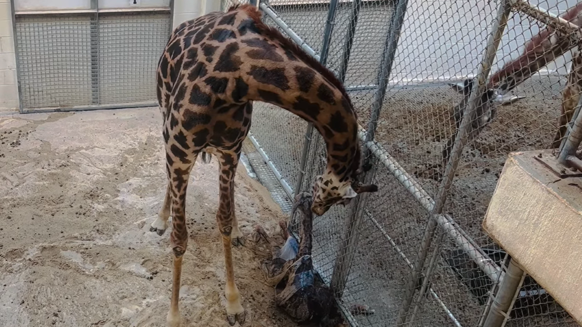Mother giraffe and calf