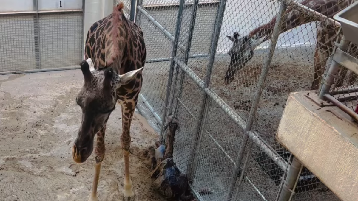 Mother giraffe and calf
