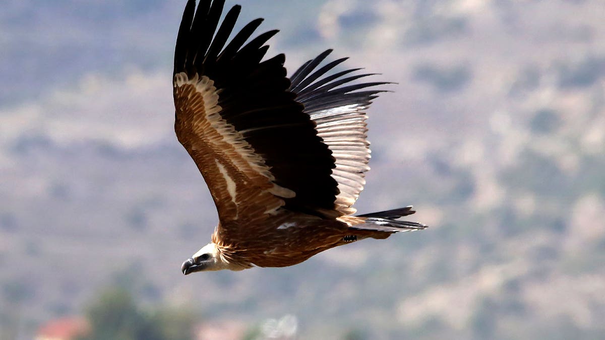 Bird population in Mediterranean island