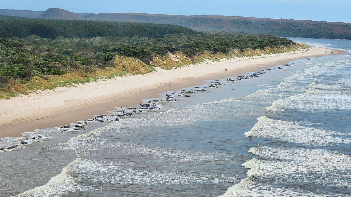 Tasmania whales dying 