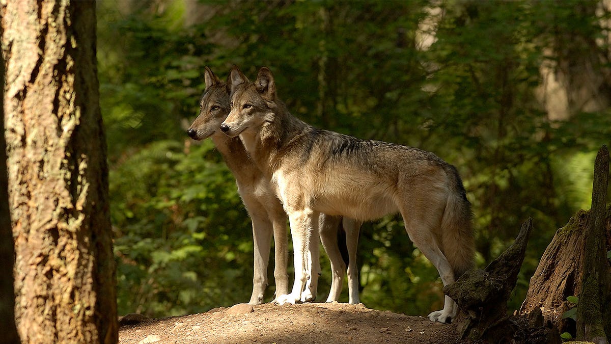 New wolves in Oregon’s northern Cascade Mountains