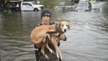 Dog rescued during Hurricane Ian