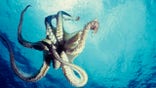 octopus swimming