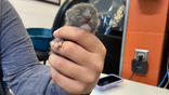 Four-day-old kitten survives Hurricane Ian