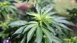 Marijuana