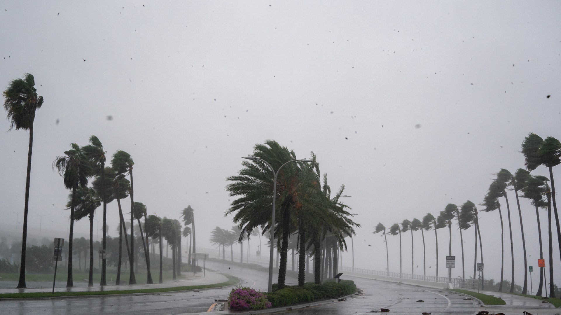 Wind gusts blow through palm trees in Florida during Hurricane Ian