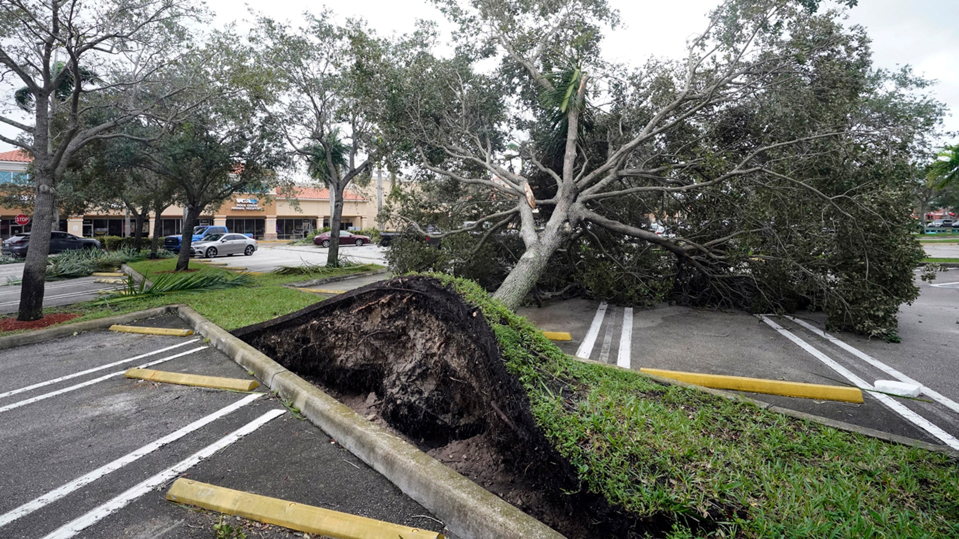 An uprooted tree, toppled by strong winds from the outer bands of Hurricane Ian, rests in a parking lot of a shopping center, Wednesday, Sept. 28, 2022, in Cooper City, Fla. (AP Photo/Wilfredo Lee)