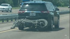 Massive Florida alligator seen strapped to back of SUV