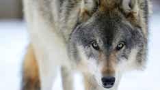 WI wildlife officials say 2021 wolf hunt had little impact on population