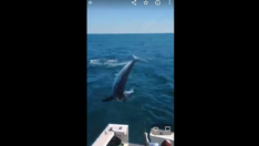 Caught on video: Shark jumps into boat off Maine coast